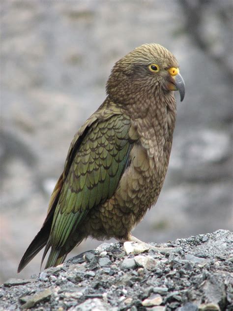 Oct 25, 2022 ... They are called Kea and they are Alpine Parrots which is a very dope term. They are said to be as smart as 3 to 5 year old children and have ...